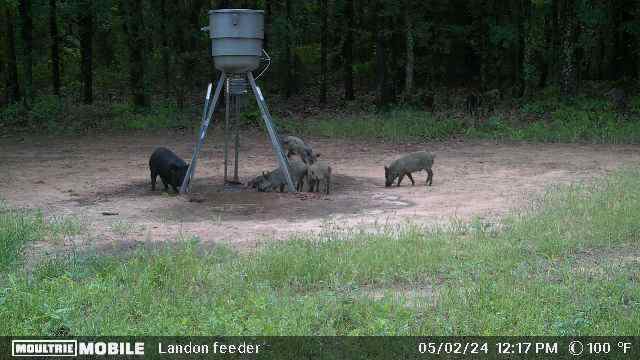 Hog hunts