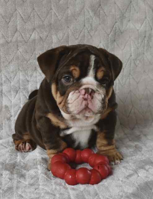 English Bulldog puppy 