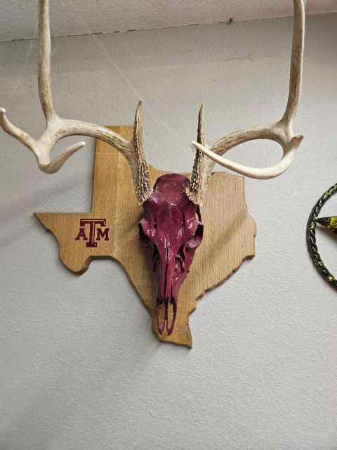 Texas A&M Skull.jpg