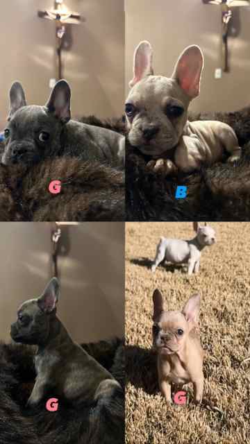 Akc French Bulldog Puppies 