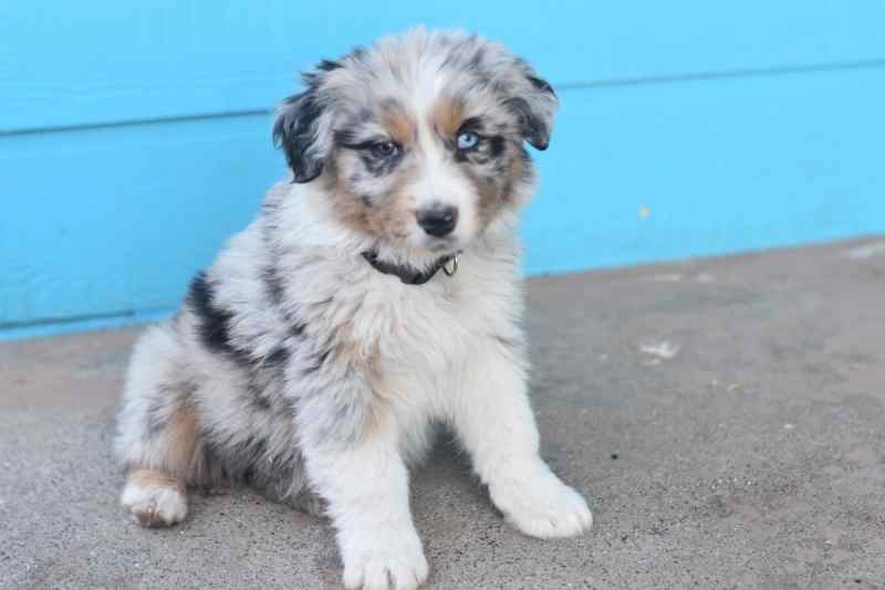 Purebred Australian shepherds