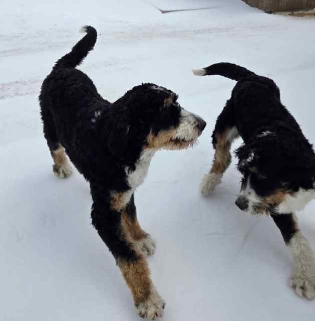 Bernadoodles - Two Males (Not Fixed)