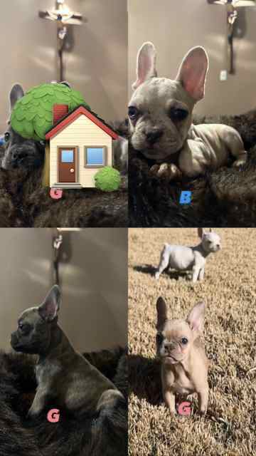 Fs/Ft Akc French Bulldog Pups