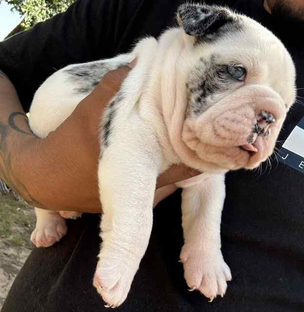 Blue Merle Bully Pup WTT