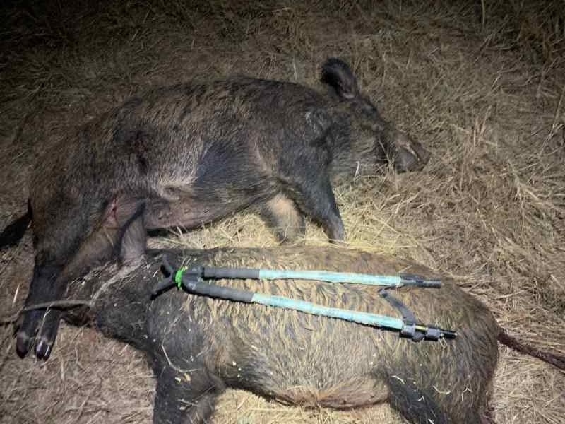 Thermal Hog Hunts NW Cooke co